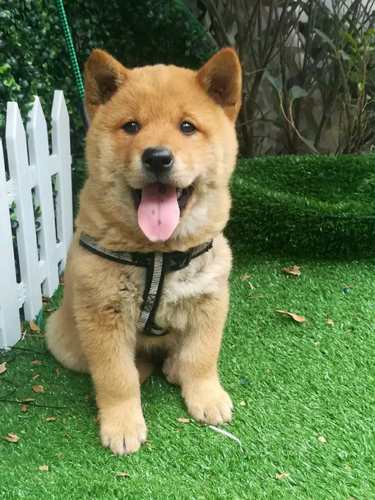 田园犬3年老店中型犬广西祡犬