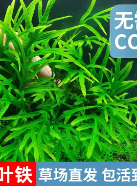 ada叉叶铁皇冠水草水下叶新手懒人鱼缸草缸淡水造景阴性好养增氧
