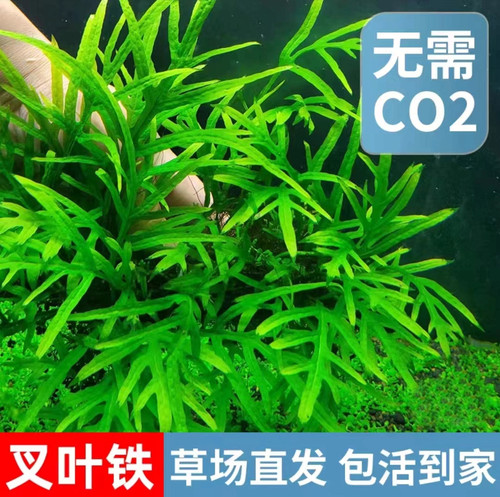 ada叉叶铁皇冠水草水下叶新手懒人鱼缸草缸淡水造景阴性好养增氧