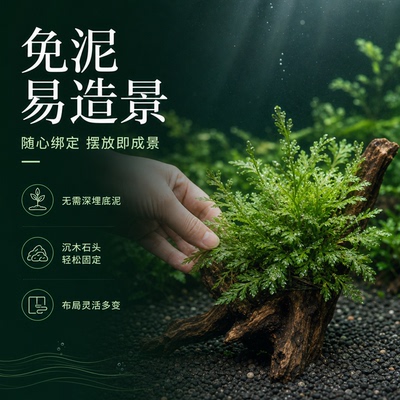黑木蕨矮种黑木蕨水草阴性新手懒人水下叶鱼缸草缸好养无二氧化碳