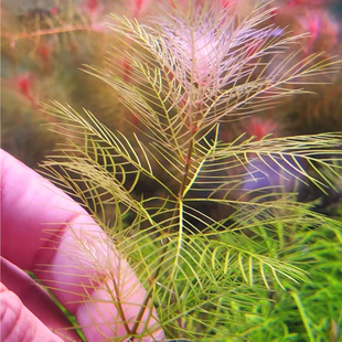 白羽毛水草水下叶高端白雪花羽毛鱼缸草缸淡水造景阳性好养增氧