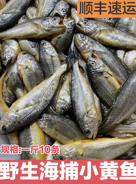 吕四特产中黄鱼野生海捕海鲜水产新鲜冷冻5斤顺丰包邮店长推荐