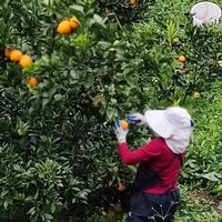 正宗贛南臍橙贛州于都種植基地10斤隨機(jī)裝混合果香甜清甜多汁美味