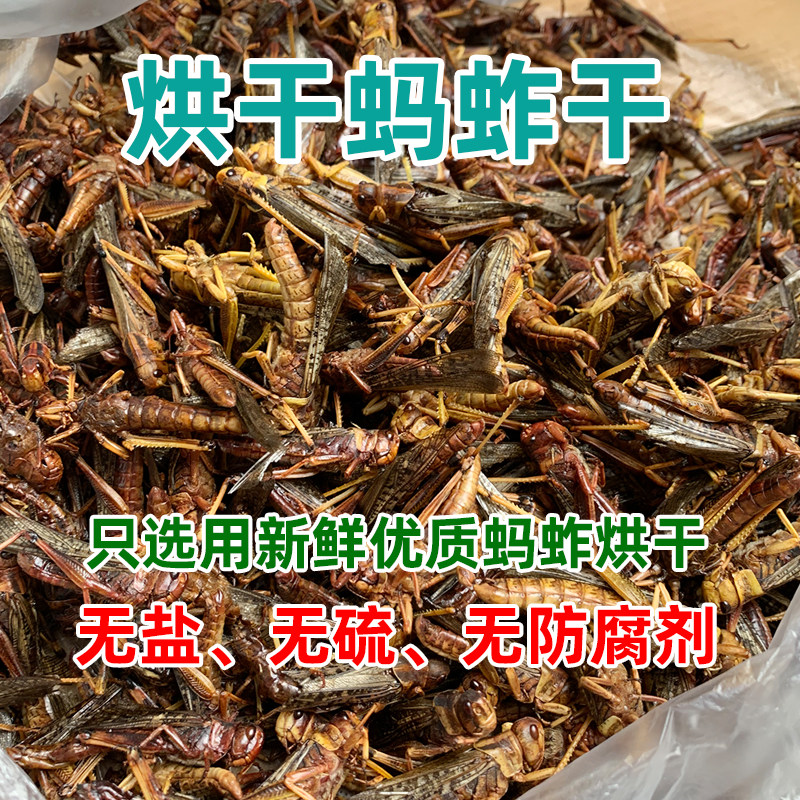 烘干蚂蚱原味干货蝗虫干鸟食自制饲料鸟粮草蜢百灵八哥画眉靛颏