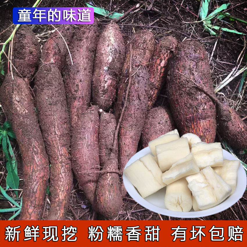 新鲜木薯 树薯现挖面包白肉树薯粗粮特产甜木薯红番薯10斤包邮