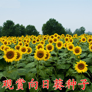 向日葵种孑太阳花观赏食用花海景观盆栽庭院阳台油葵葵花苗种籽子