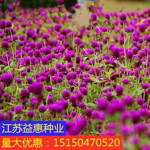 千日红花种子百日红火球庭院景观绿化花卉盆栽易活花籽千日紫种子