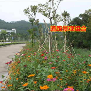 野花组合种子四季播种庭院阳台室外波斯菊路边格桑花草开花种籽子