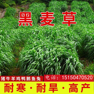 牧草种子甜象草黑麦草子种籽南北方四季种植畜牧养殖牛羊猪鱼草籽