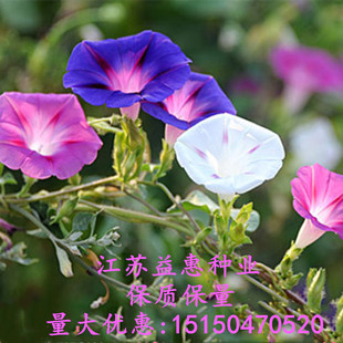 大牵牛花种子爬藤喇叭花种子四季种开花不断春播易种易活花种籽子