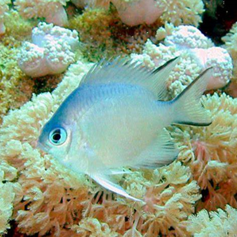 青雀雀鲷鱼海水观赏鱼缸巴氏凹牙豆娘鱼水族宠物活体顺丰包活
