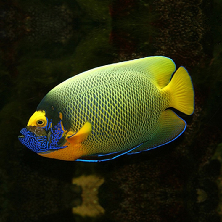 蓝面神仙鱼海水神仙鱼海鱼活鱼海水观赏鱼水族宠物活体顺丰