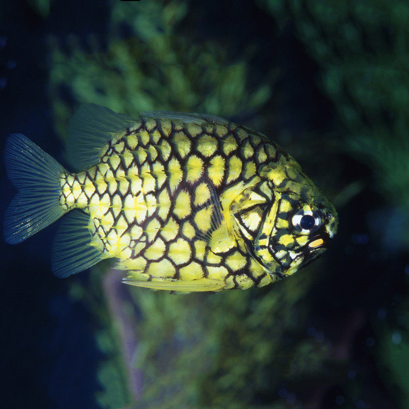 金菠萝鱼凤梨鱼金松球鱼 海水观赏鱼 其他鱼