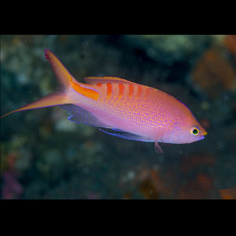 虎纹宝石鱼海金鱼宝石鱼海水鱼海水观赏鱼水族宠物活体顺丰
