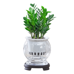 金钱树水培盆栽室内客厅四季好养活绿植花卉办公室桌面植物摆件花