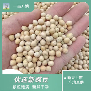 白豌豆生豌豆干豌豆带皮豌豆五谷杂粮信鸽鸽粮鸽子饲料