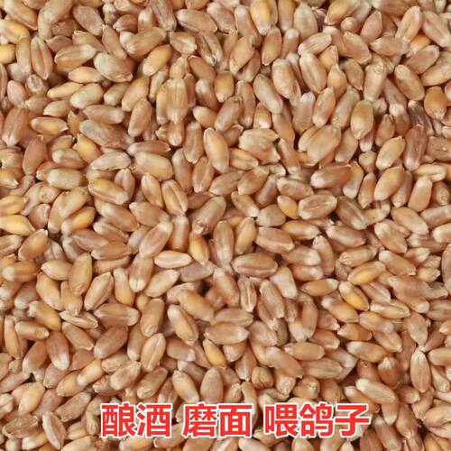 小麦粒带皮食用钓鱼芽糖磨面粉50斤酿酒药引鸡鸭鹅鸽粮饲料