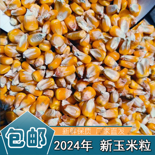 干玉米粒喂鸡鸭鹅饲料鱼饵鸽子鸟食苞谷米饲料棒子打窝兔酿酒种植