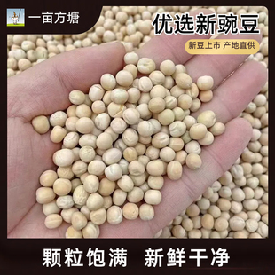 豌豆白豌豆生豌豆酿酒豌豆鸽粮豌豆鸽子饲料干豌豆