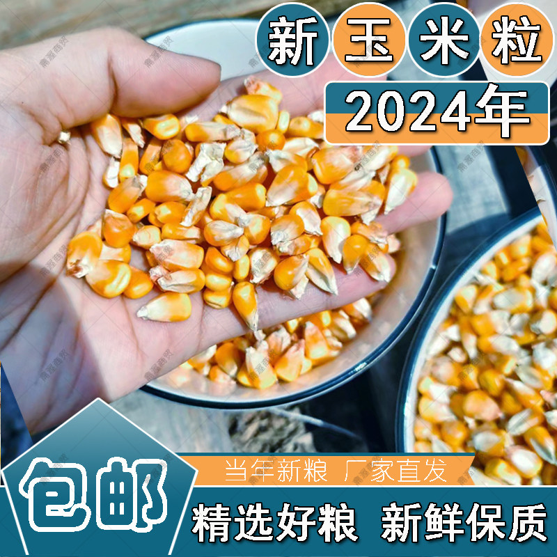 干玉米粒籽打窝钓鱼饵鸽子兔粮鸡鸭鸟鹅宠物饲料苞米谷仓鼠50斤装