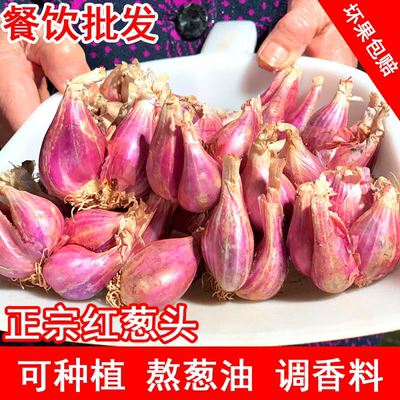 广东正宗红葱头种子食用香料新鲜