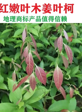 木姜叶柯 多穗石柯 梁平甜茶红色嫩叶小树苗种苗基地地标正宗正品