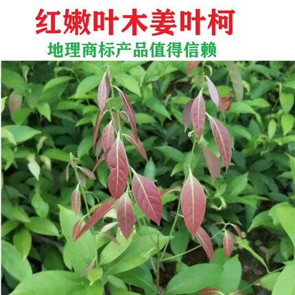 木姜叶柯 多穗石柯 梁平甜茶红色嫩叶小树苗种苗基地地标正宗正品