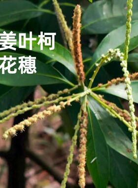 美康王茶木姜叶柯多穗石柯自然甜茶叶花穗干品