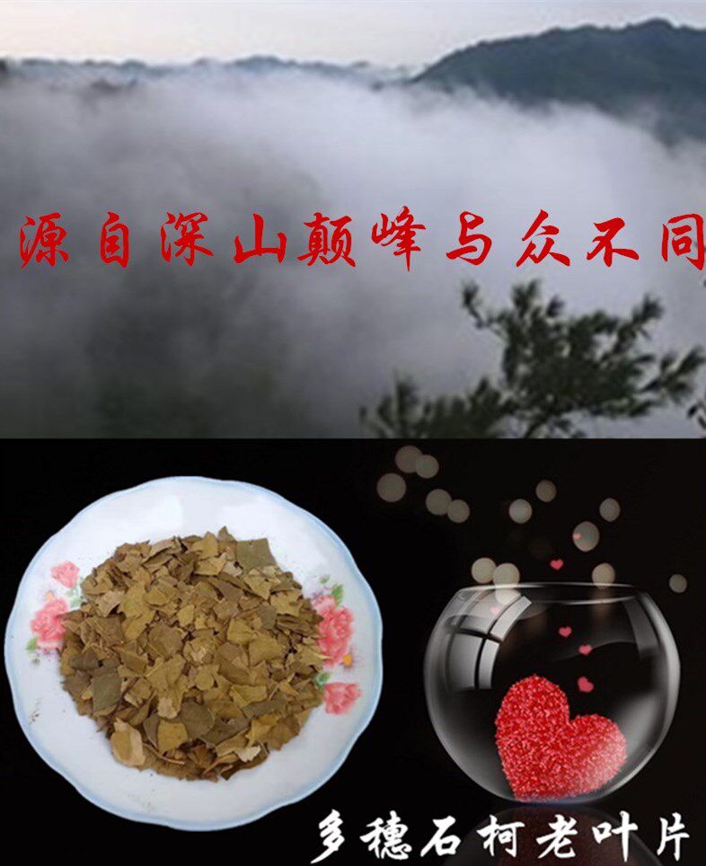 多穗石柯 木姜叶柯 玉叶金柯 老叶子不甜 原四川梁平甜茶叶特产