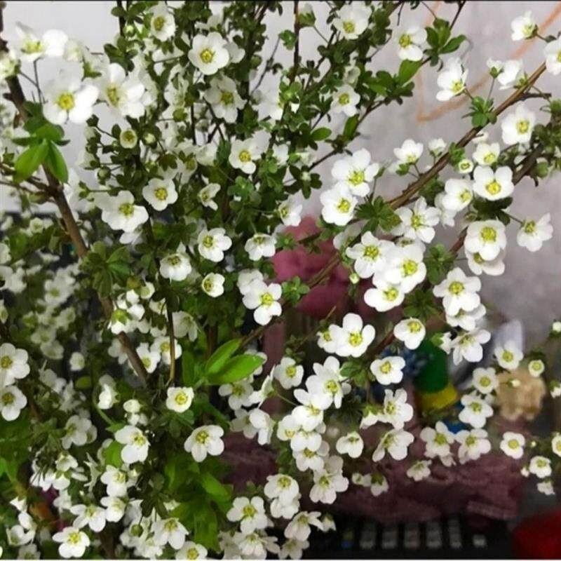 雪柳干枝水插花水培鲜花鲜切花遇水开花枯木逢春室内水养鲜花绿植怎么看?