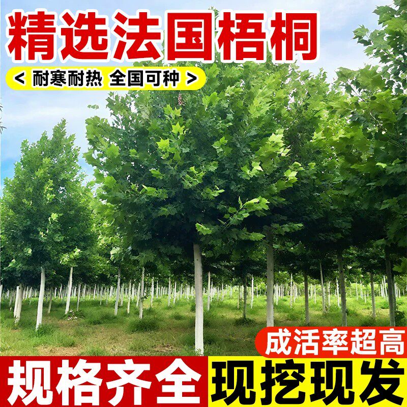 法国梧桐树苗青桐南北方种植庭院景观树耐寒耐旱园林工程绿化苗木