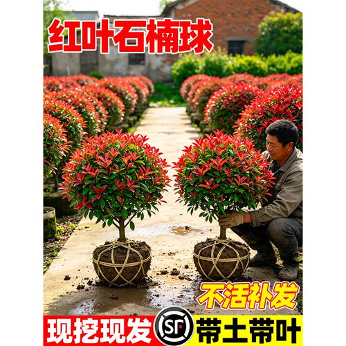 红叶石楠球树苗四季庭院别墅常青耐寒旱好养活工程绿化植物篱笆墙