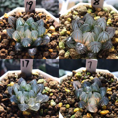 霓虹灯玉露锦一物一拍带盆发货十二卷多肉植物9月24日更新