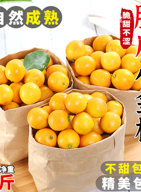 广西脆皮小金桔10斤新鲜桔子应当季水果纯甜蜜金柑孕妇整箱包邮5