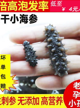 野生海参【试泡一只】速泡10小时