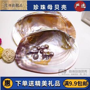 珍珠贝 珍珠蚌壳 天然珍珠海螺贝壳珊海收藏水族贝壳星瑚画摆件