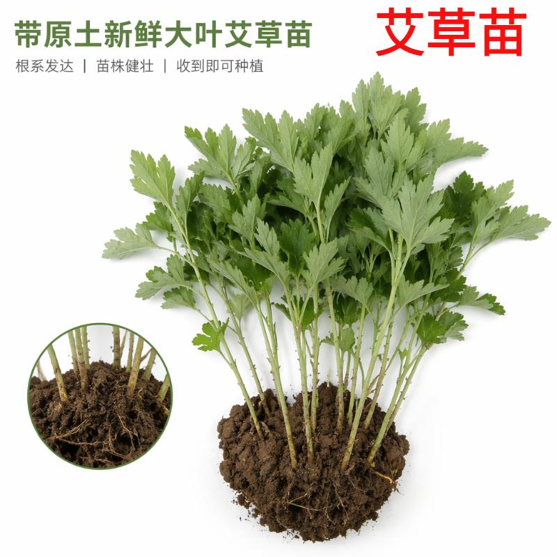 现挖艾草苗药用新鲜艾草种子驱蚊虫艾蒿食用大叶艾草根种四季种植