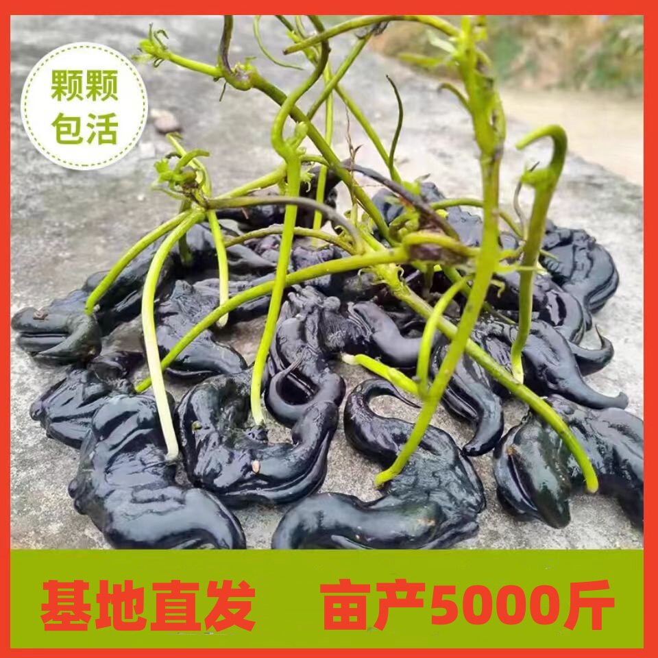 老菱角种子苗水生植物大菱角苗牛角菱种植青菱角种子黑红菱角种籽