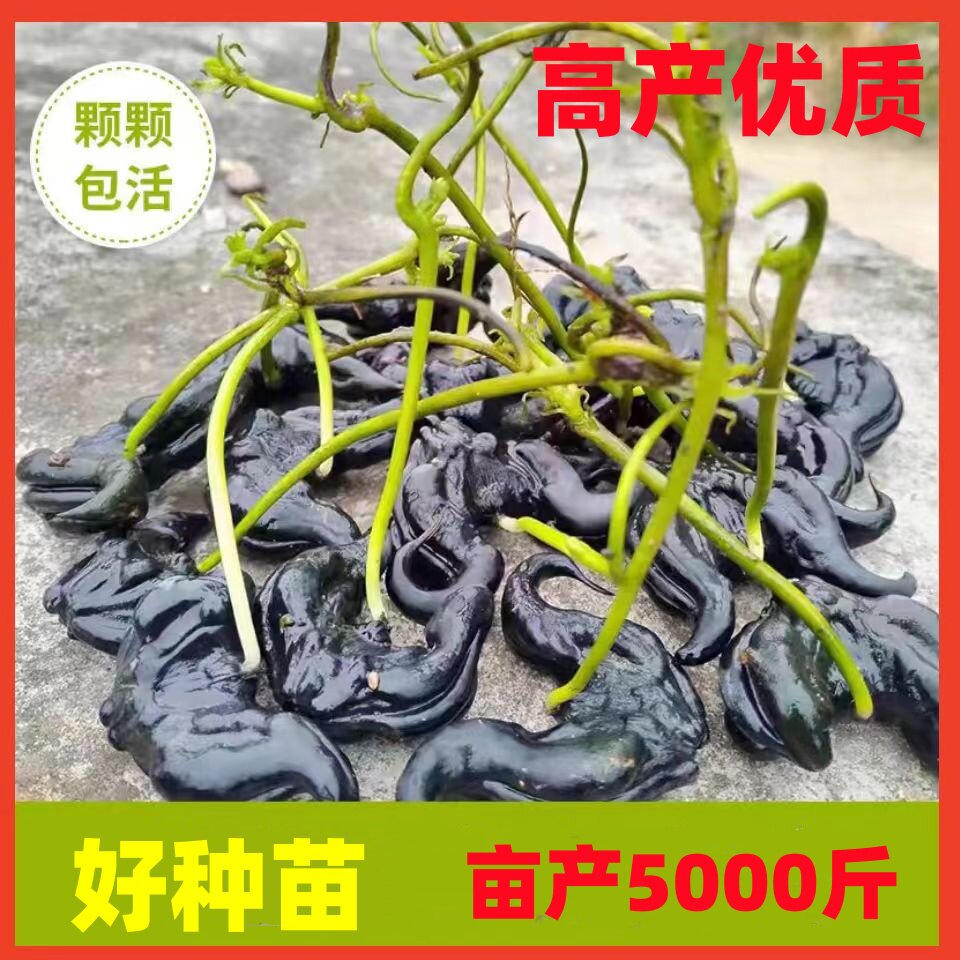 高产菱角种子苗池塘水生植物四季菱角苗种植青菱角种子红菱角苗