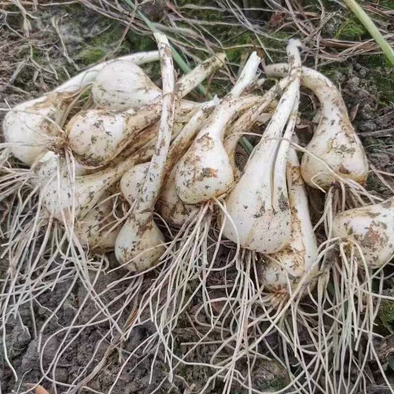 5斤贵州特现挖现发荞头包邮产遵义凤冈新鲜蔬菜茭头藠头马尾巴葱