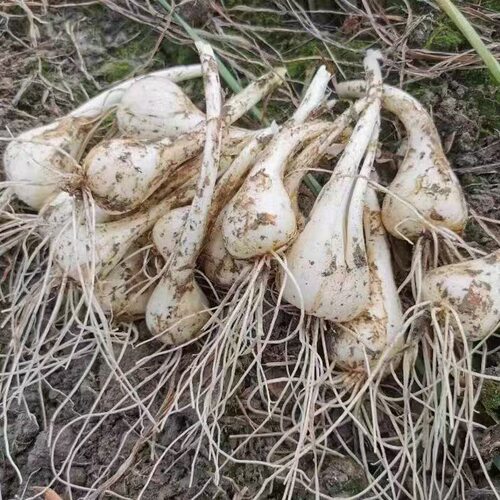 5斤贵州特现挖现发荞头包邮产遵义凤冈新鲜蔬菜茭头藠头马尾巴葱