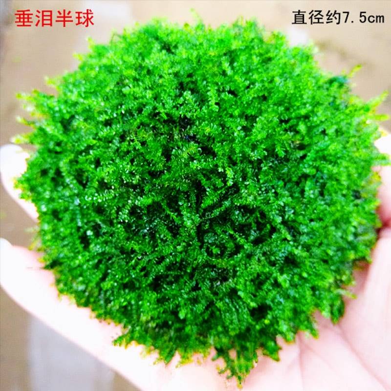 鱼缸造景水草大三角珊瑚鹿角苔凤尾苔坨草沉木树