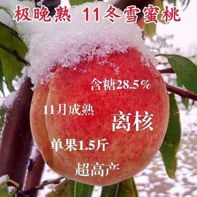 晚熟桃树果苗嫁接种特大