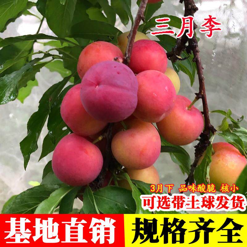 李树果苗嫁接特早熟三月李树苗酸脆小珍珠李子苗甜青脆李盆栽地栽 - 实物图