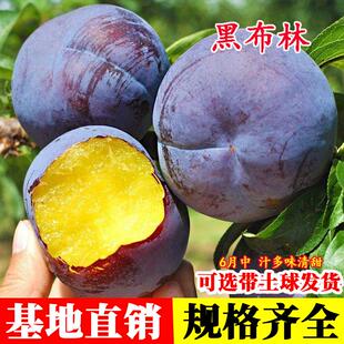 黑布林李子树苗嫁接黄肉黑布朗大李子苗盆栽地栽果树苗南北方种植
