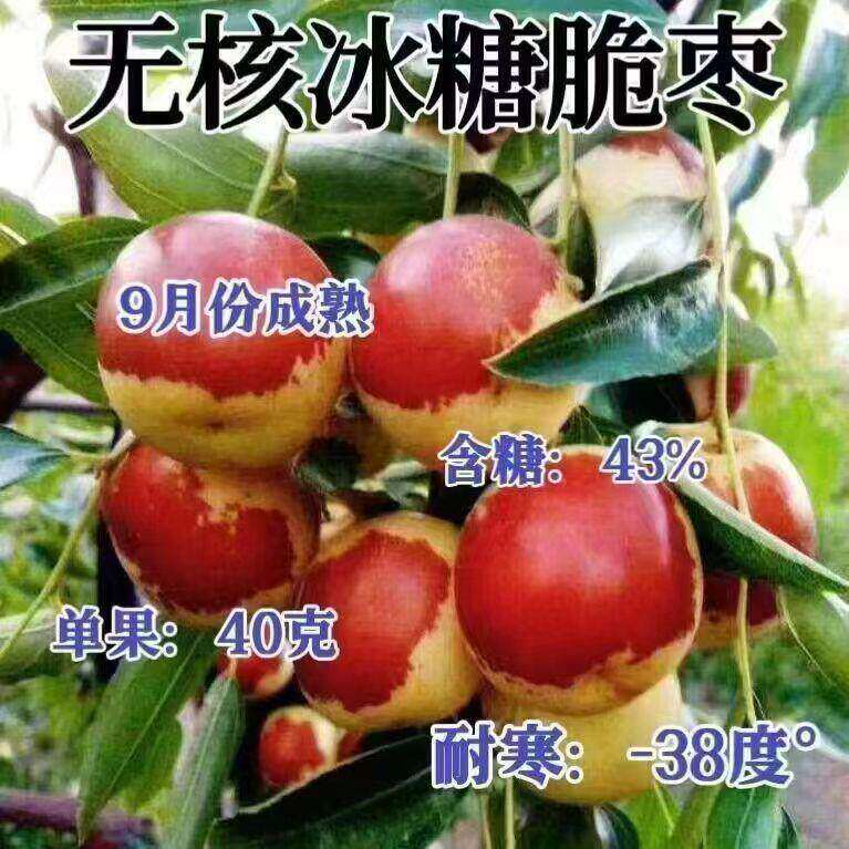 冬枣树苗特大无核冰糖脆栆苗耐寒耐旱盆栽地栽南北方种植当年结果