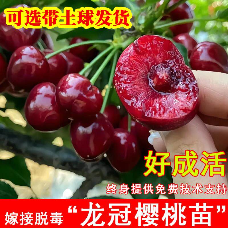 嫁接龙冠大樱桃树苗美国车厘子果树苗耐寒北南方当年结果果树果苗