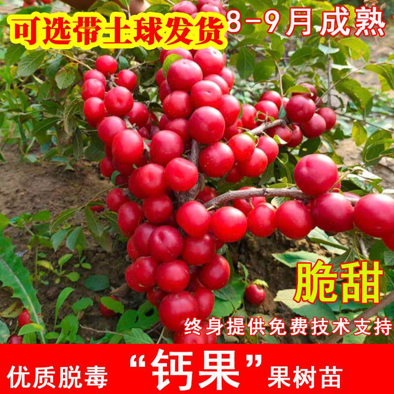 中华红钙果树苗嫁接欧李树苗黄钙果苗南方北方种植当年结果果树苗