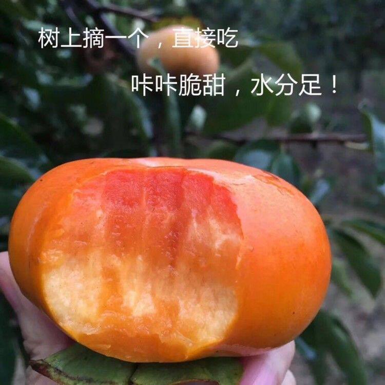 台湾甜柿树苗嫁接柿子苗无核脆甜柿树苗南北方种植摘下可直接食用