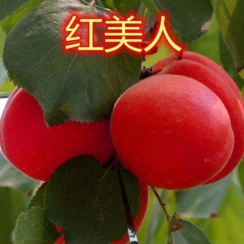 特大杏树苗杏苗果树苗嫁接荷兰香密杏大白杏南方北方种植盆栽地栽